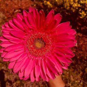 Meet your Posher, Gabriella